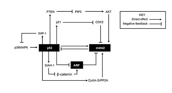 MCAT Biology apoptosis